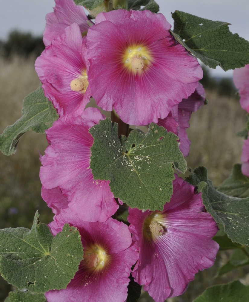 Image of Alcea rosea specimen.