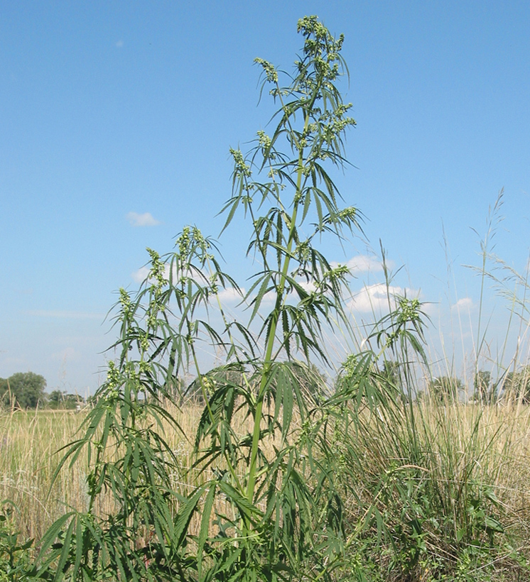 Изображение особи Cannabis sativa var. spontanea.