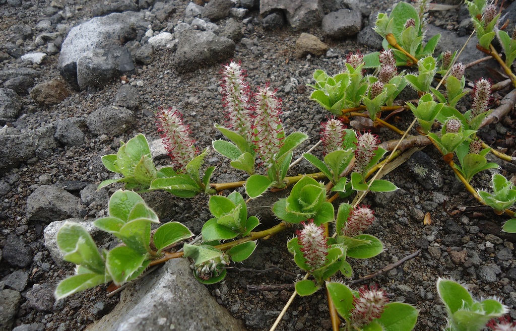 Image of Salix arctica specimen.