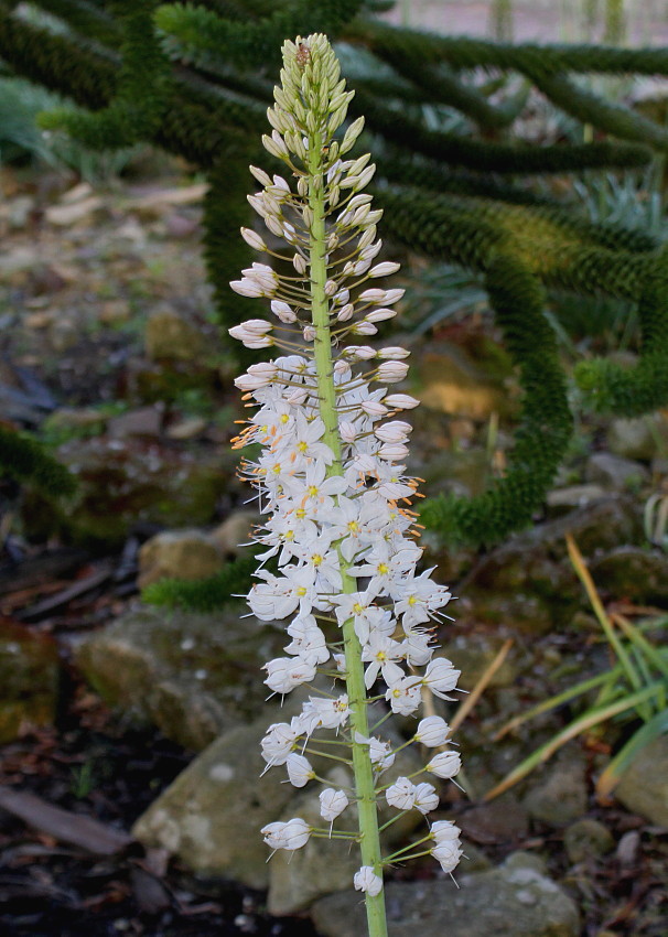 Изображение особи Eremurus himalaicus.