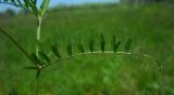 Vicia hirsuta