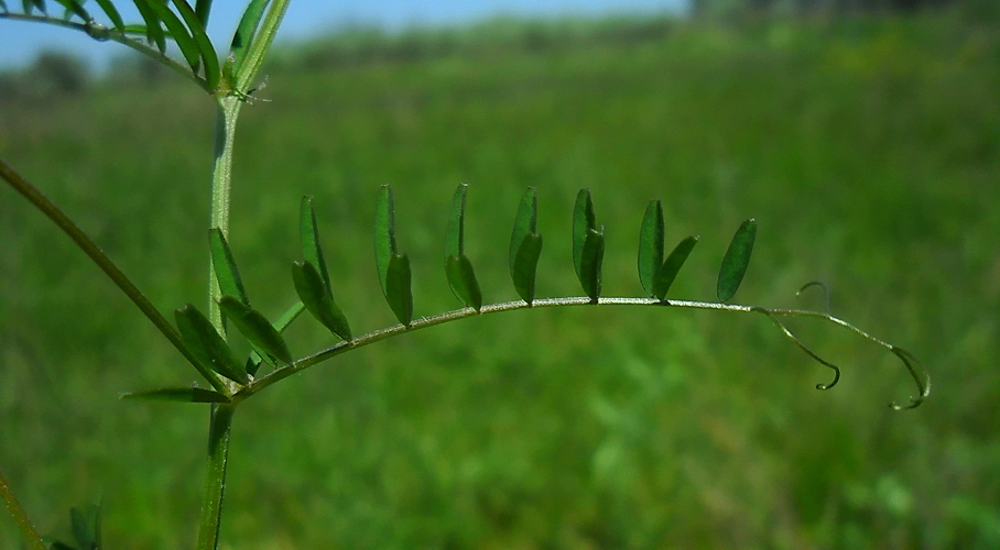 Image of Vicia hirsuta specimen.