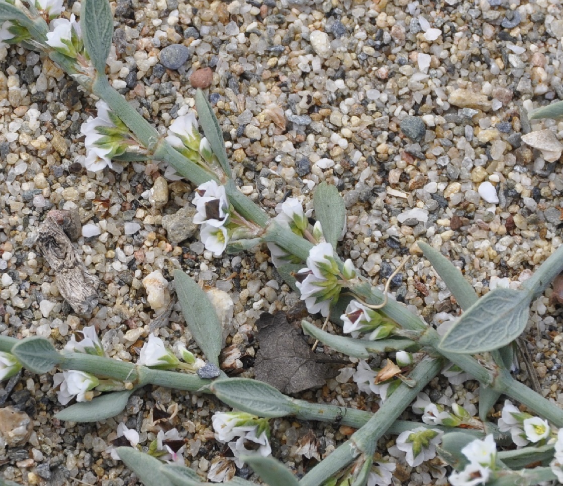 Изображение особи Polygonum maritimum.