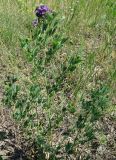 Medicago sativa