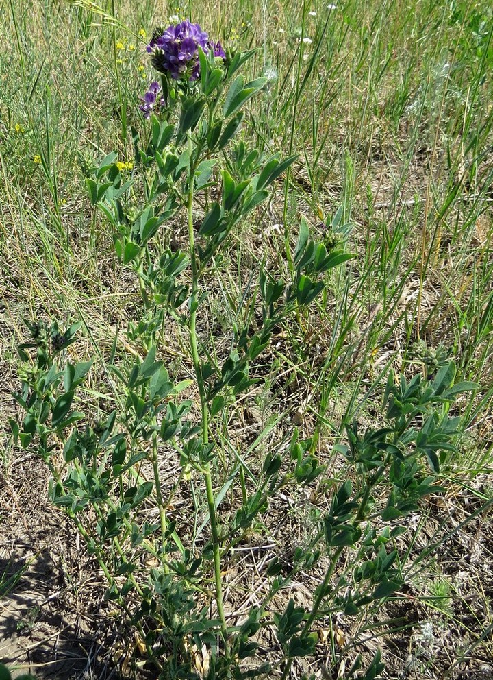 Изображение особи Medicago sativa.