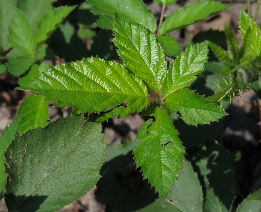 Image of Rubus procerus specimen.