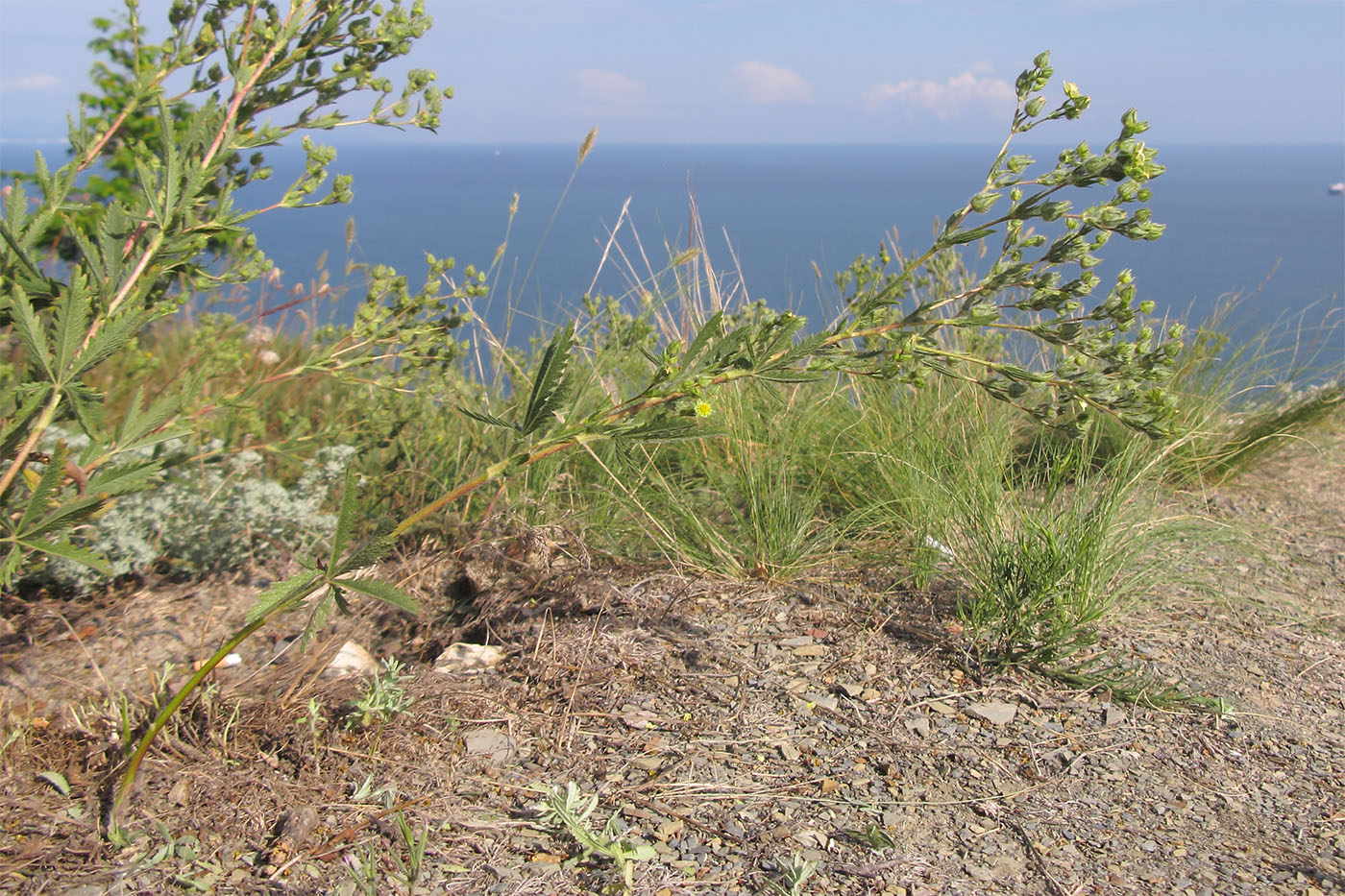 Image of genus Potentilla specimen.