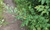 Thalictrum simplex. Растение у дороги вдоль опушки в пойме. Юг Пинежского р-на Архангельской обл., середина августа.