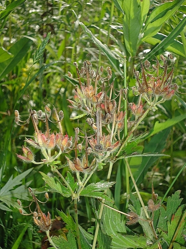 Изображение особи Geranium erianthum.