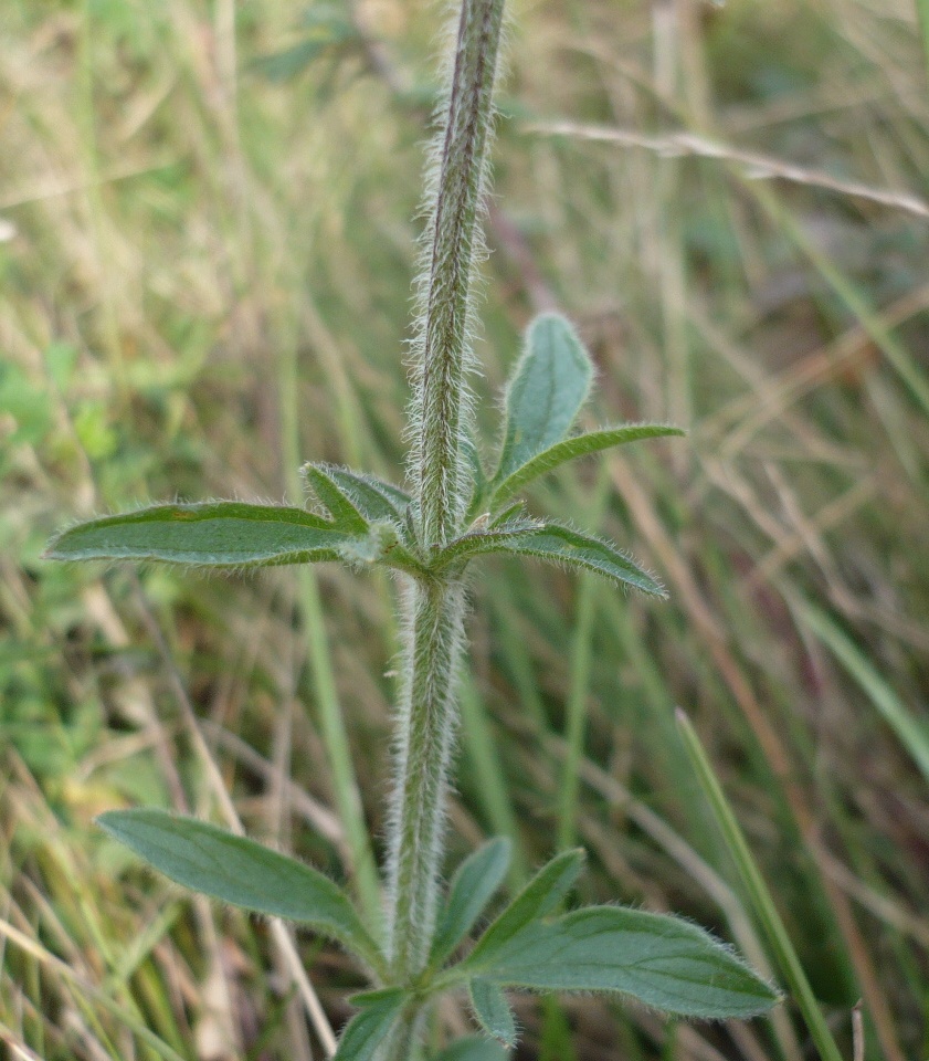 Изображение особи Schizonepeta multifida.