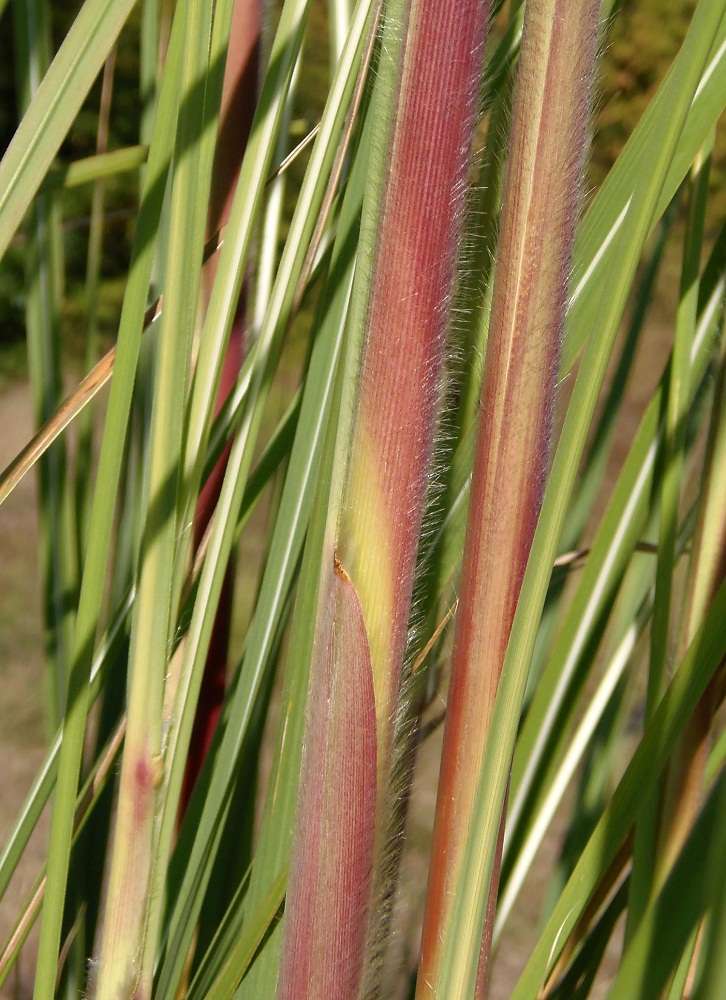 Image of genus Saccharum specimen.