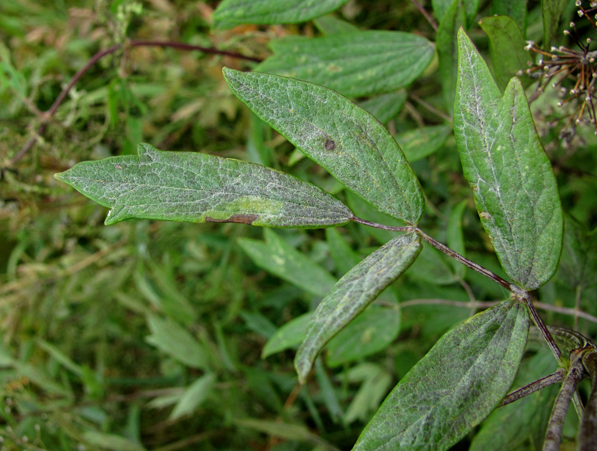 Image of Thalictrum flavum specimen.