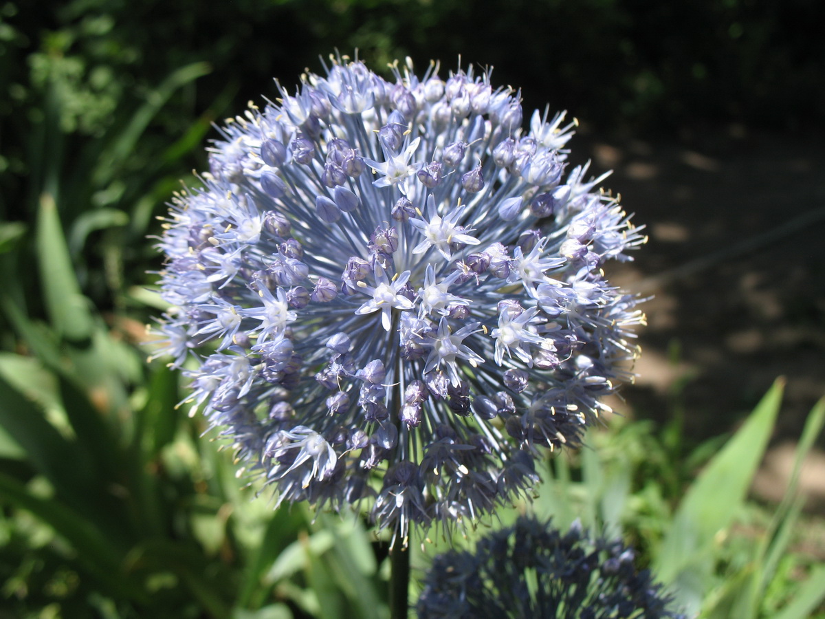 Image of Allium caeruleum specimen.