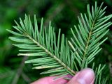 Abies sibirica