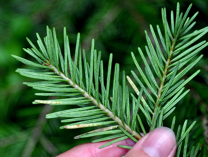 Изображение особи Abies sibirica.