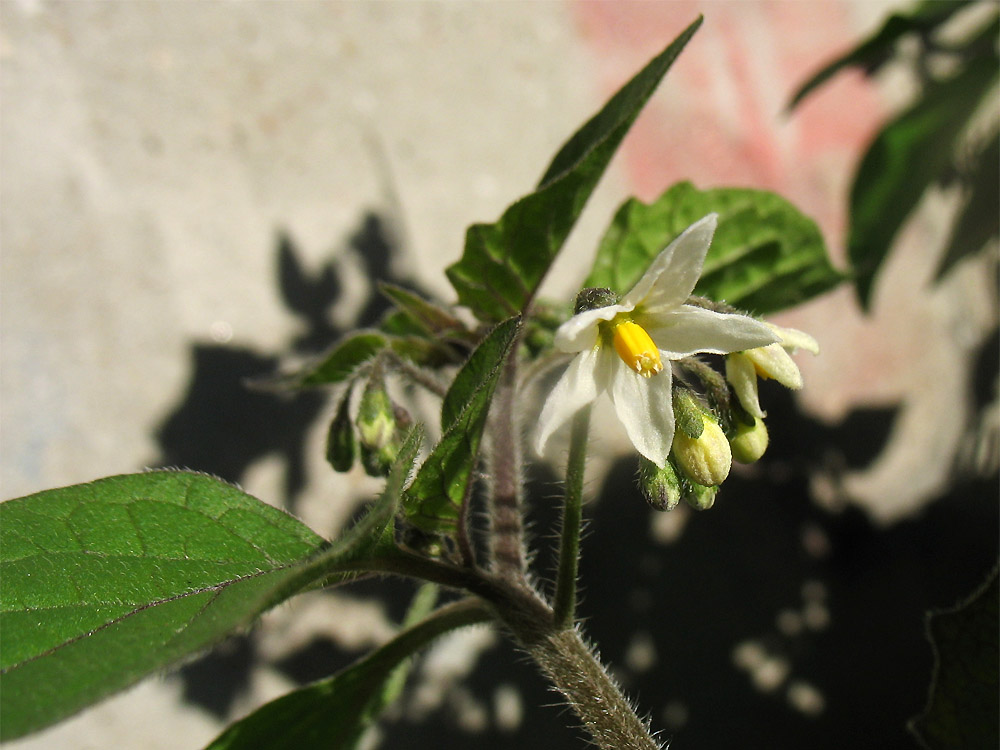 Image of Solanum nigrum ssp. schultesii specimen.