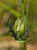 Heracleum apiifolium