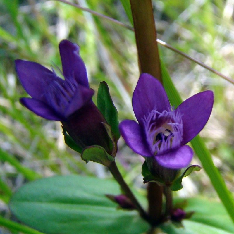 Image of Gentianella amarella specimen.