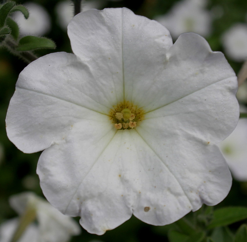 Изображение особи Petunia axillaris.