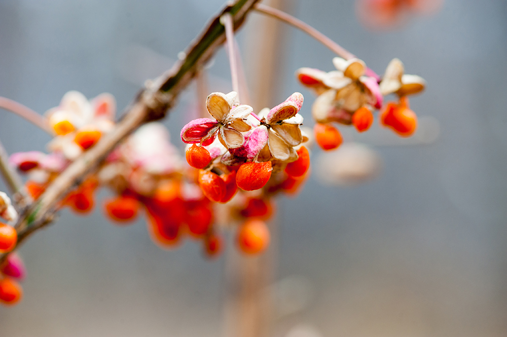 Изображение особи Euonymus europaeus.