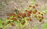 Spiraea crenata. Ветвь с незрелыми плодами. Республика Татарстан, Бавлинский р-н. 30.07.2009.