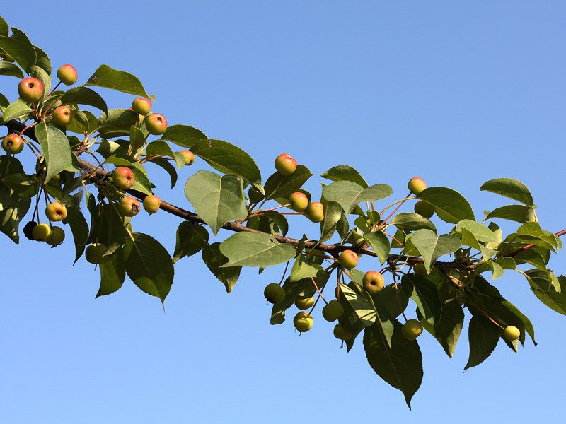 Изображение особи Malus baccata.