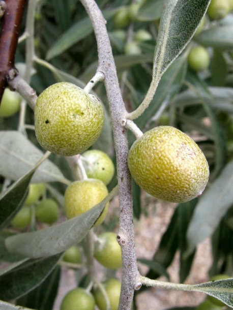 Image of Elaeagnus angustifolia specimen.