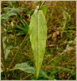 Bidens cernua