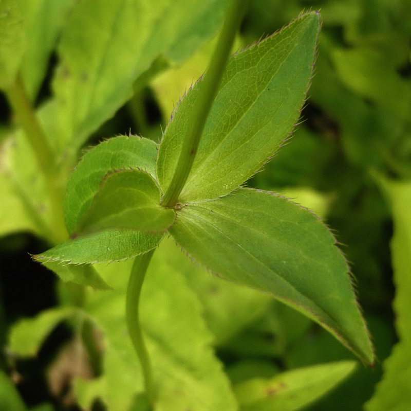 Изображение особи Astrantia maxima.