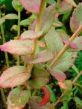 genus Hylotelephium. Средняя часть побега с листьями. Удмуртия, Завьяловский район, д. Дуброво, дачный участок (в культуре из Якшур-Бодьнского р-на). 16.08.2009.