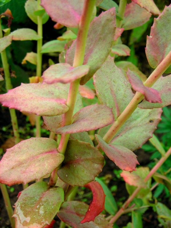 Image of genus Hylotelephium specimen.