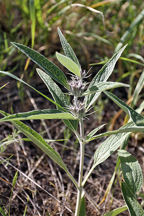 Image of Phlomis regelii specimen.
