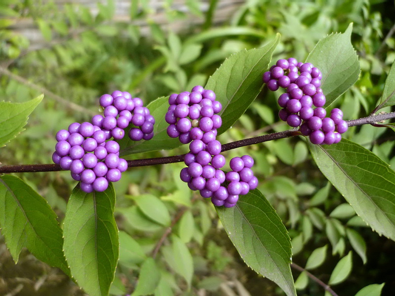 Изображение особи Callicarpa dichotoma.