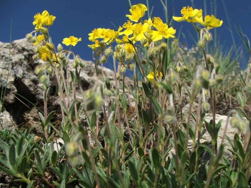 Image of Helianthemum orientale specimen.