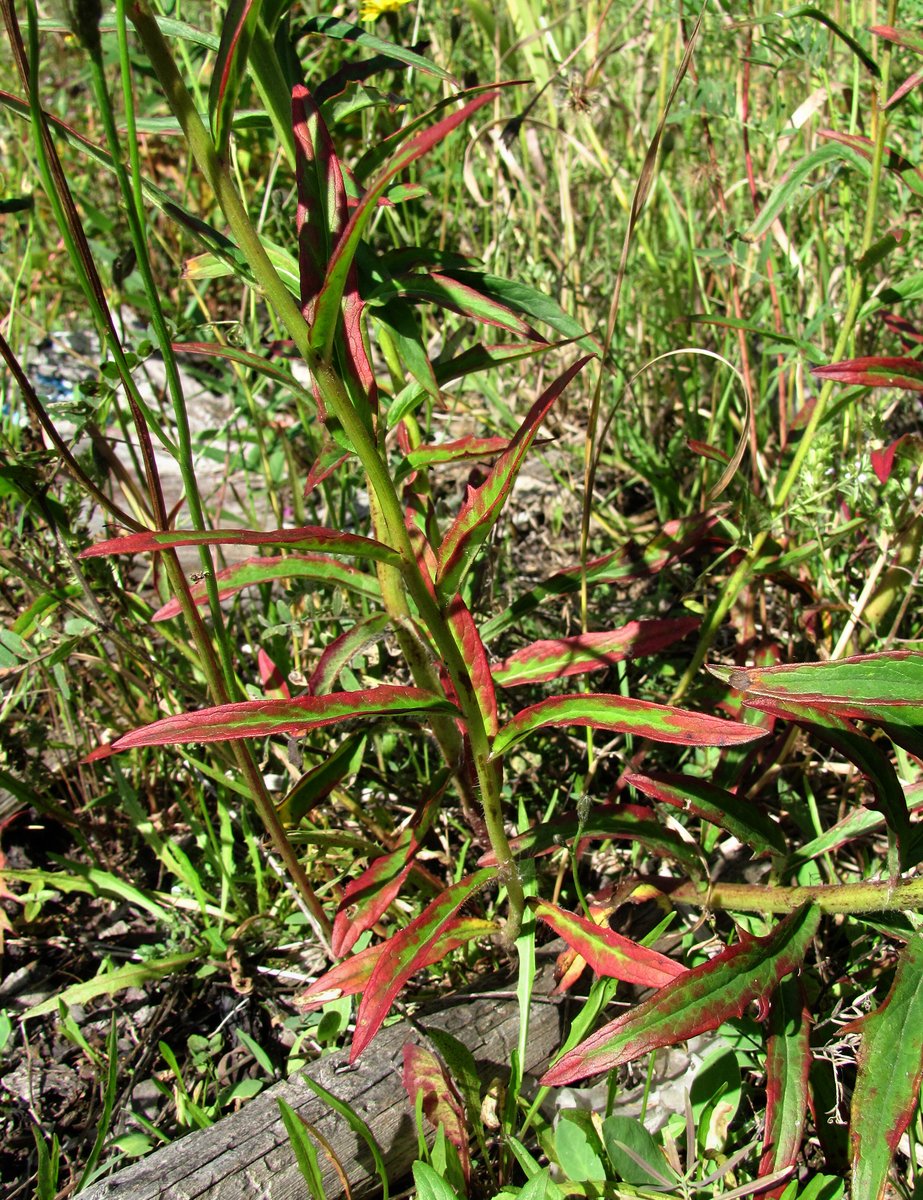 Изображение особи Hieracium umbellatum.