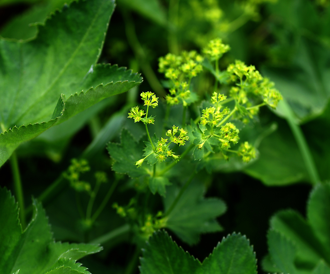 Image of Alchemilla xanthochlora specimen.
