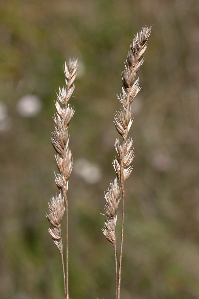 Изображение особи Dactylis glomerata.