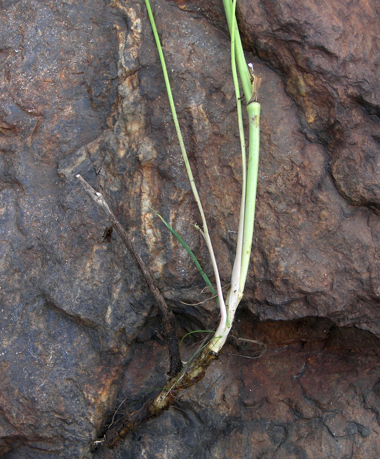 Изображение особи Chaerophyllum aureum.