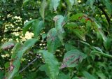 Cornus mas
