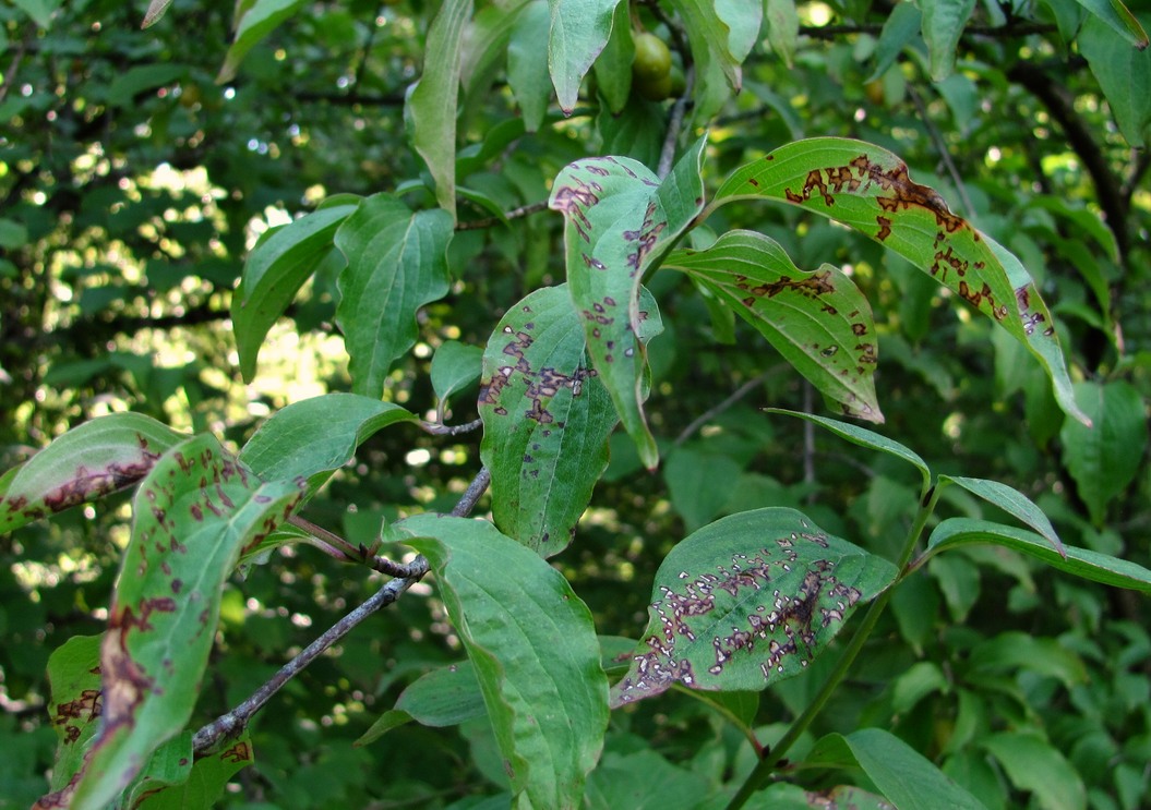 Image of Cornus mas specimen.