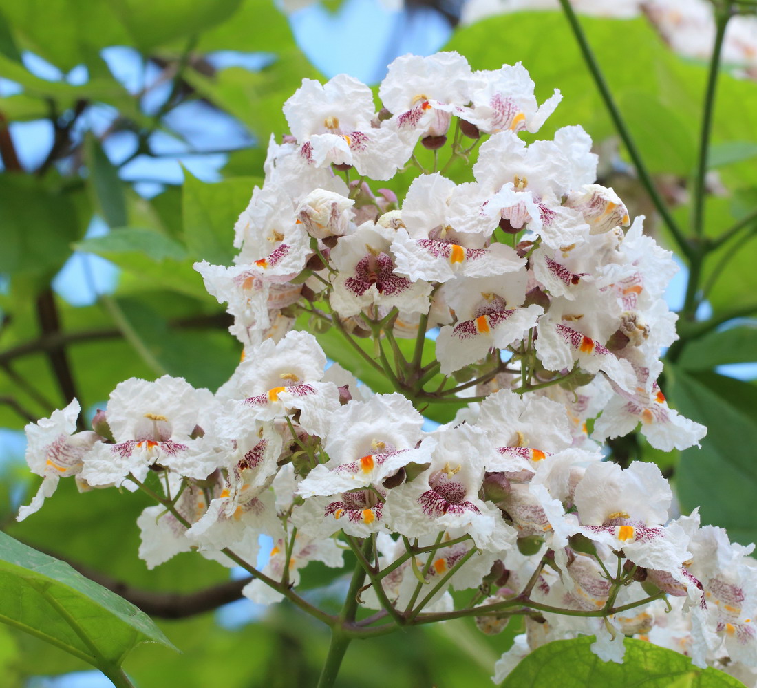 Изображение особи Catalpa bignonioides.