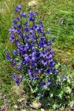 Delphinium caucasicum. Цветущее растение. Карачаево-Черкесия, гора Мусса-Ачитара, альпийский луг (выс. около 2700 м н.у.м.). 31.07.2014.