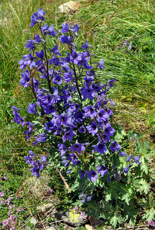 Изображение особи Delphinium caucasicum.