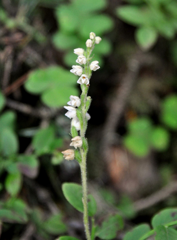 Изображение особи Goodyera repens.