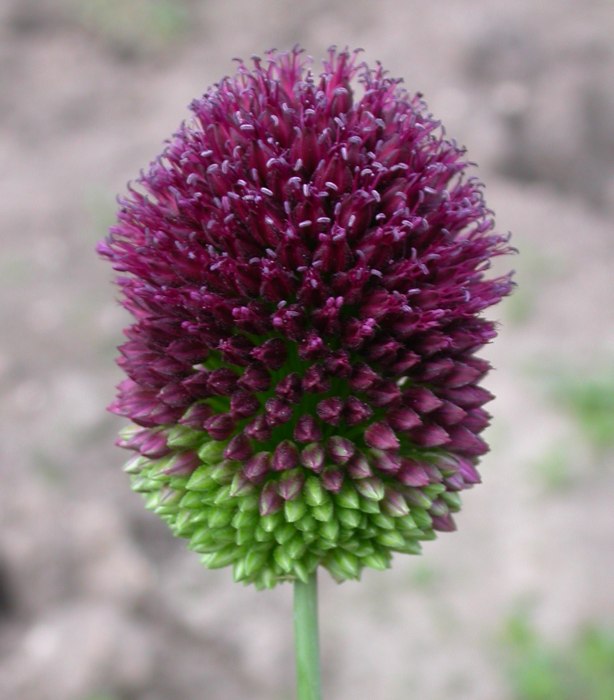 Изображение особи Allium sphaerocephalon.