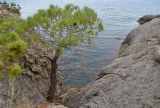 Pinus pityusa