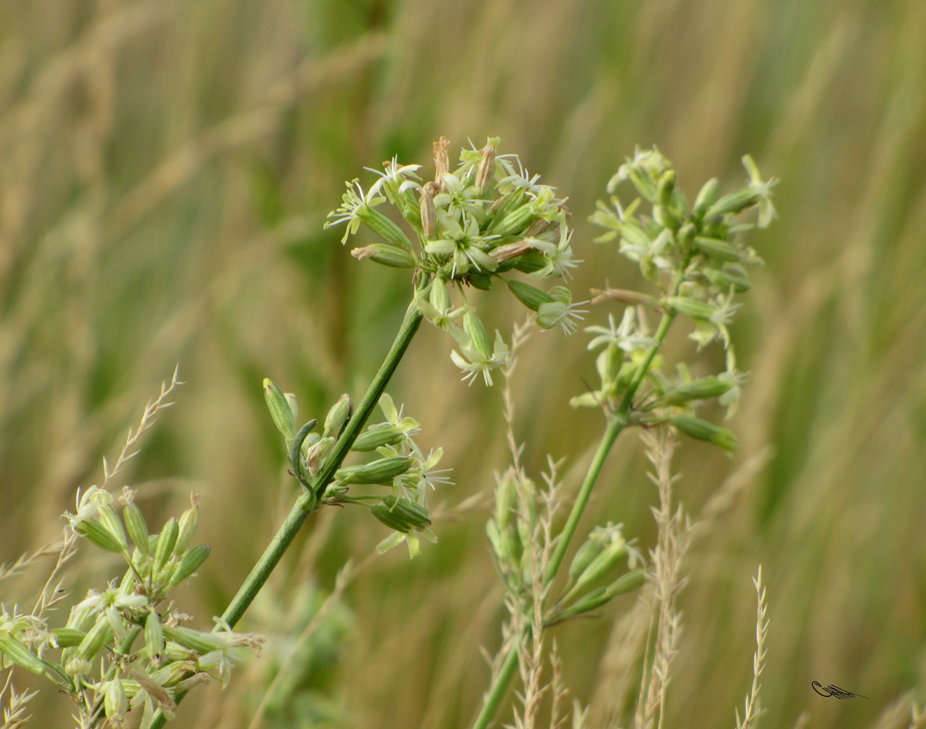 Изображение особи Silene sibirica.