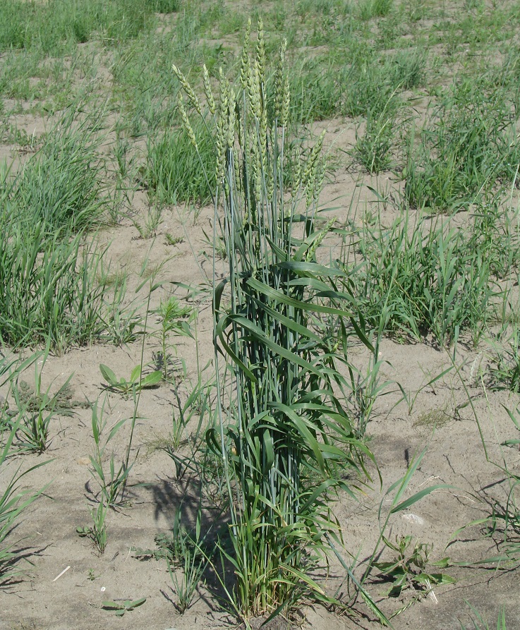 Изображение особи Triticum aestivum.