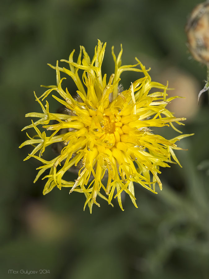 Image of Centaurea orientalis specimen.