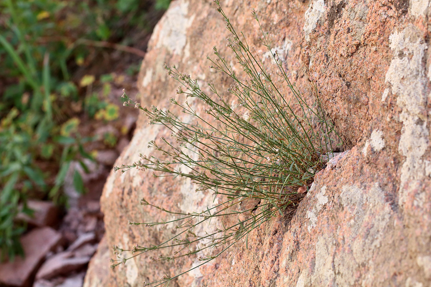 Image of Asperula congesta specimen.
